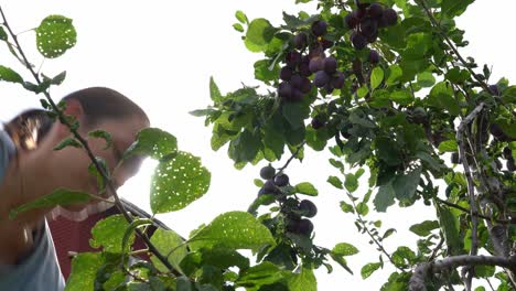 Female-picking-sweet-ripe-plums-from-fruit-tree---Bunch-of-fruit-hanging-on-branches---Static-shot-looking-up-at-woman-and-tree-with-sunlight-in-background