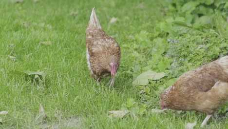 Two-hens-looking-for-something-about-their-environment
