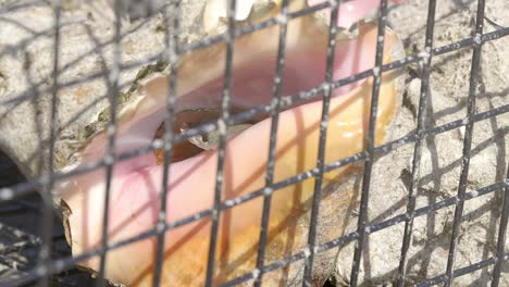 Close-Up-of-Tropical-Conch-in-Cage,-Full-Frame