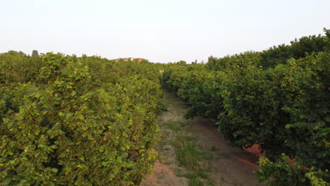 Hazelnut-agriculture-organic-cultivation-field