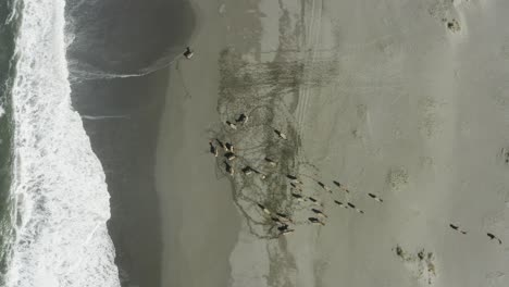 Downward-facing-drone-shot-of-elk-at-the-shore-of-the-ocean