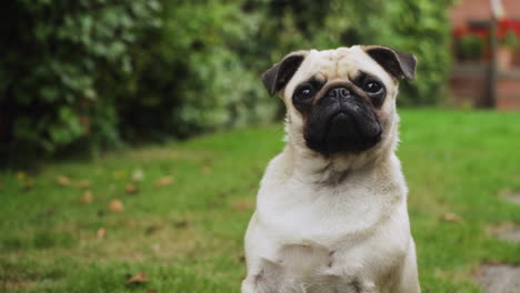 Pet-Pug-dog-outdoors-listening-and-reacting-to-sounds