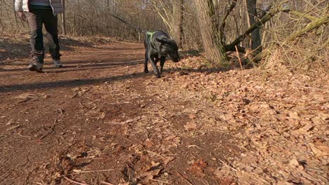 Lindo-Perro-Labrador-Negro-Con-Correa-Caminando-Con-El-Dueño-En-El-Hermoso-Parque-Forestal-De-Otoño-Con-Hojas-Amarillas-Doradas