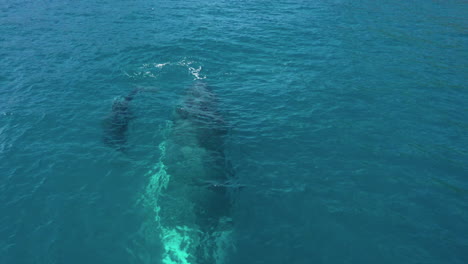 Niedrige-Luftaufnahmen-Zeigen-Mutter-Und-Kalb-Eines-Buckelwals-Knapp-Unter-Der-Wasseroberfläche