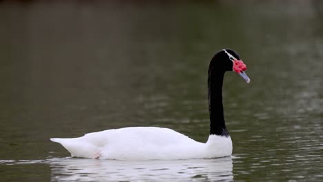Wildlife-tracking-shot-of-a-beautiful-black-necked-swan,-cygnus-melancoryphus-paddling-and-gliding-gracefully-on-a-tranquil-lake-environment-and-wagging-its-tail