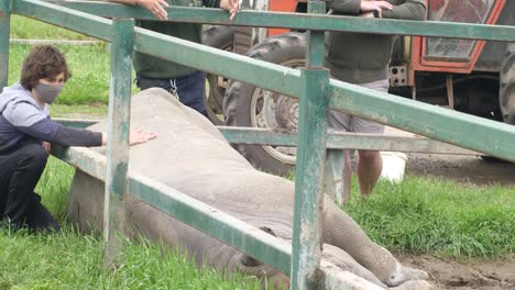 Un-Rinoceronte-Descansa-Al-Lado-De-Su-Recinto,-Lo-Que-Permite-Que-Un-Joven-Entusiasta-Se-Acerque-Mientras-Los-Cuidadores-De-Animales-Observan
