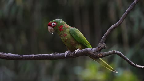 Green-and-Red-Aratinga-Mitrata-Parrot-perched-in-branch-in-rainforest-and-eating---close-up-slow-motion-shot