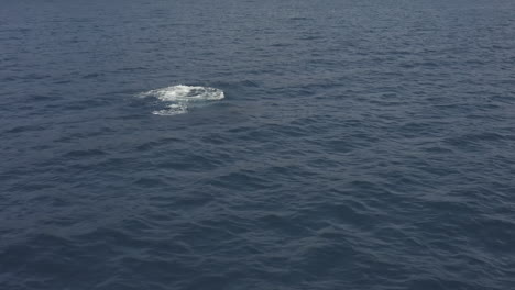 Juvenile-Humpback-whale-breaches,-then-spouts-in-deep-blue-ocean-water