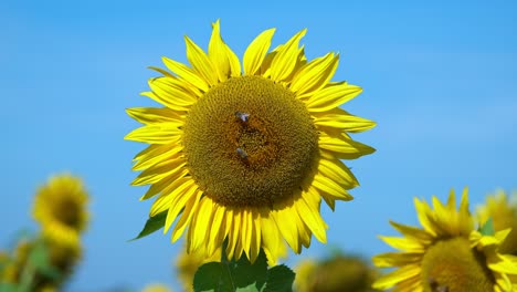A-bee-is-flying-around-a-beautiful-sunflower,-while-two-other-bees-are-busy-on-the-yellow-flower