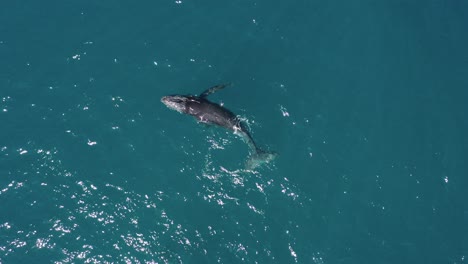 Luftaufnahme-Eines-Jungen-Buckelwals,-Der-Herumtollt-Und-An-Der-Oberfläche-Spritzt
