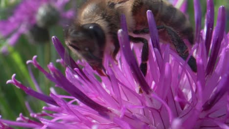 Extreme-macro-of-wild-honeybee-in-purple-flower-gathering-pollen-during-pollination-process-in-summer