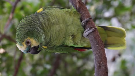 Zeitlupenporträt-Eines-Amazona-Aestiva-Papageis,-Der-Auf-Einem-Ast-Im-Dschungel-Thront,-Nahaufnahme
