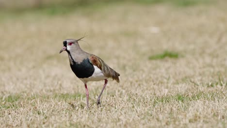 Close-up-shot-of-hunting-Southern-Lapwing-on-dried-grass-field-in-nature