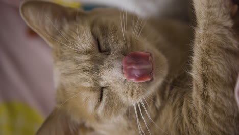 Vertical-red-cat-yawning-after-nap,-domestic-animal-portrait