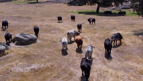 Bulls-farm-seen-from-the-air