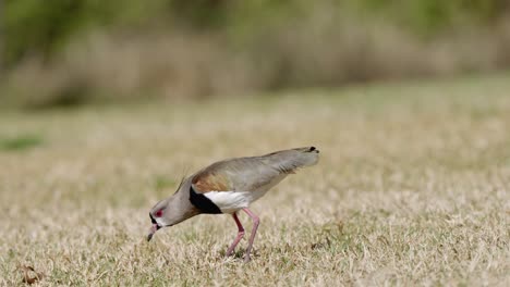 A-natural-pest-control,-southern-lapwing,-vanellus-chilensis