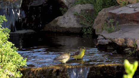 A-pair-of-lesser-goldfinches-drinking-from-a-babbling-brook