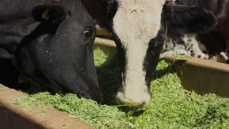 Close-up-of-Young-Bull-Calf-and-Mother-Cow-Eating-Freshly-Cultivated-Grass-from-Farmyard-Trough,-Slow-Motion