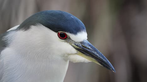 Close-up-profile-head-shot-of-a-wild-sharp-looking-black-crowned-night-heron,-nycticorax-nycticorax-with-fierce-red-eyes-and-a-spear-for-a-beak-against-blurred-bokeh-background