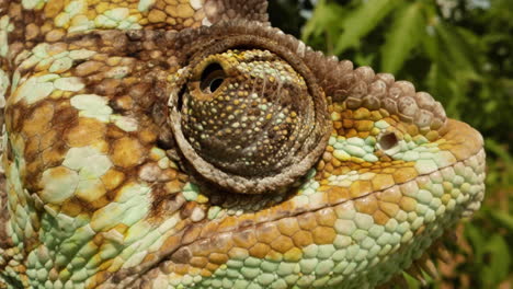 Extreme-close-up-of-a-chameleon-eyeball-looking-around
