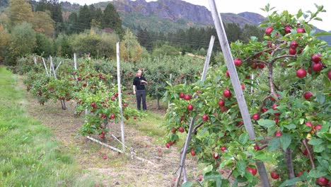 European-male-farmer-walking-in-between-fruit-trees-inspecting-his-crop---Static-with-ripe-red-apples-ready-for-harvest-in-Hardanger-Norway
