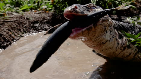 Monitor-lizard-close-up-eating-a-fish