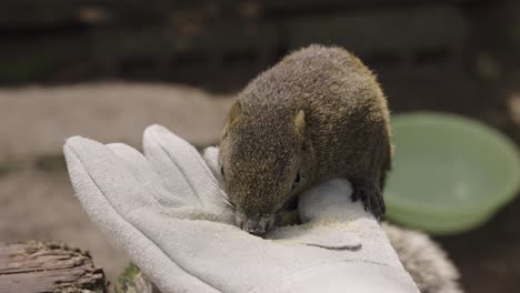 Japanese-Tree-Squirrel-eating-from-hand