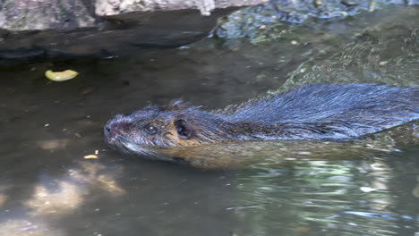 Close-up-track-shot-of-wild-beaver-swimming-in-natural-stream-during-sunny-day---slow-motion-4k-shot-in-prores-quality