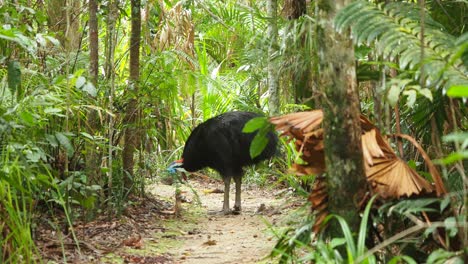 Southern-cassowary-bird-standing-on-narrow-path-at-a-forest,-wide-shot