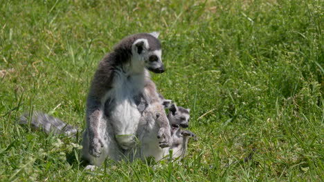 Close-up-shot-of-sweet-lemur-family-resting-in-green-grass-field-during-summer