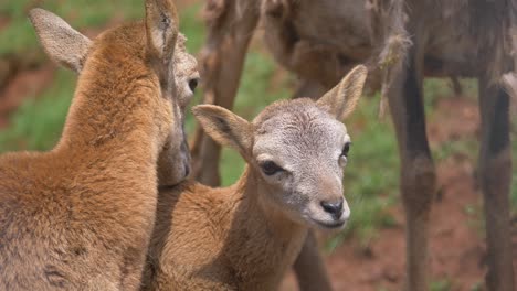 Close-up-shot-of-cute-mouflon-sheeps-cuddling-outdoors-in-wilderness-during-sun