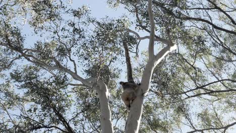 Koala-Bear-climbing-high-up-a-Eucalyptus-tree-in-search-of-a-steady-branch-to-sleep-on