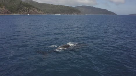 Adult-Humpback-whale-spouts-rainbow-while-baby-calf-breaches-nearby