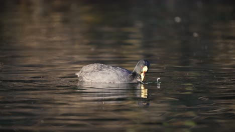 Close-up-with-red-gartered-coot-floating-on-water-surface