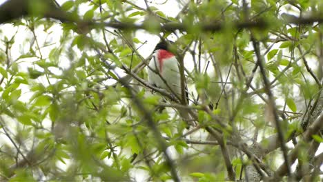 White-red-breasted-bird-resting-on-green-leaf-tree-branch-in-a-forest,-low-angle-static-shot
