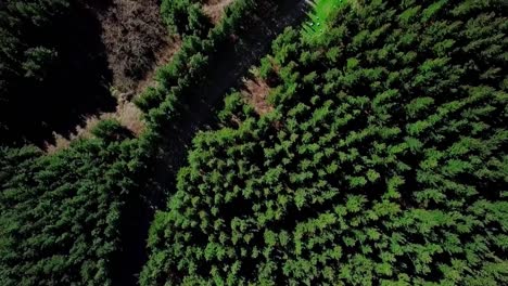 Luftaufnahme-Des-Pinus-radiata-Waldes