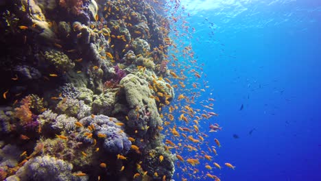 Bunte-Vertikale-Korallenwand-Mit-Rifffischen-Im-Roten-Meer