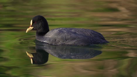 Pretty-black-colored-Duck-with-red-eyes-swimming-in-clean-lake-during-summer,4K---Red-gartered-Coot-or-Fulica-Armillata-Species