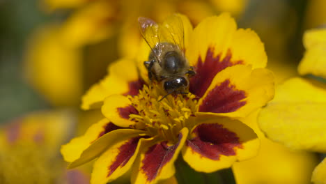 Wilde,-Fleißige-Biene-Während-Des-Bestäubungsprozesses-Der-Blütenblüte,-Nahaufnahme