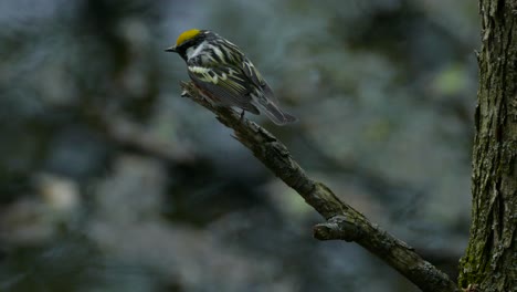 Yellow-rumpled-warbler-Setophaga-Coronata-bird-sitting-on-broken-tree-branch-overlooking-rainy-river-lake-water