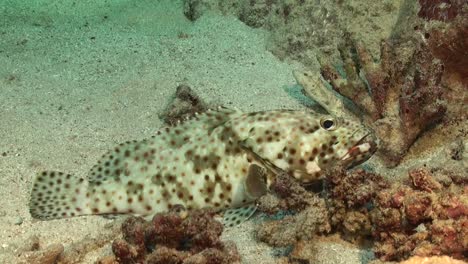 White-and-brown-spotted-coral-grouper-on-reef-in-the-Red-Sea