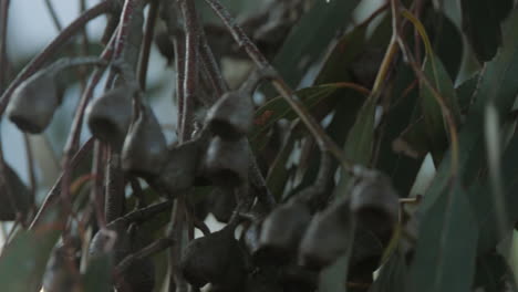 Nahaufnahme-Von-Gumminüssen-Und-Blättern-An-Einem-Australischen-Eukalyptusbaum