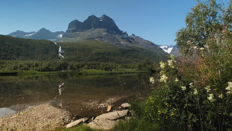 Blühende-Wildblumen-Am-Seeufer-In-Innerdalen-In-Sunndal,-Norwegen-Mit-Felsigem-Berg-Im-Hintergrund