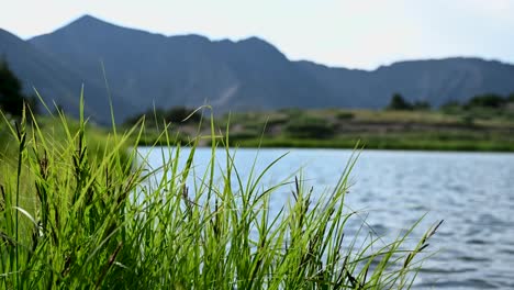 Gentle-wind-blowing-over-the-grass-on-a-Colorado-mountain-lake,-slowmo