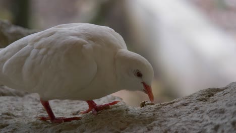 Close-up-of-wild-white-pigeon-pecking-food-of-wooden-log-in-nature