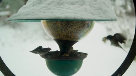 Bird-gathering-around-a-snowy-feeder-in-slow-motion