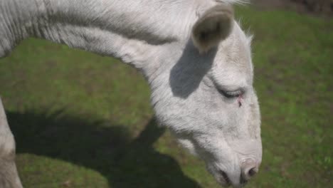 Close-up-of-a-white-donkey’s-head-as-it-grazes-the-short-green-grass-in-its-pasture