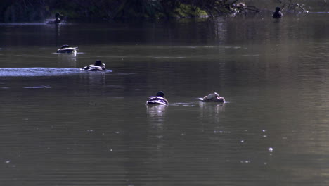 Aves-Acuáticas-Nadando-En-El-Lago-Tranquilo-De-Verano-Durante-El-Día