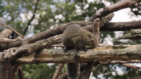 Süße-Japanische-Baumeichhörnchen,-Die-Auf-Holz-Spielen