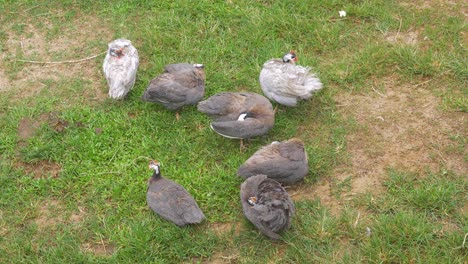 Small-amount-of-guinea-fowl-on-lawn